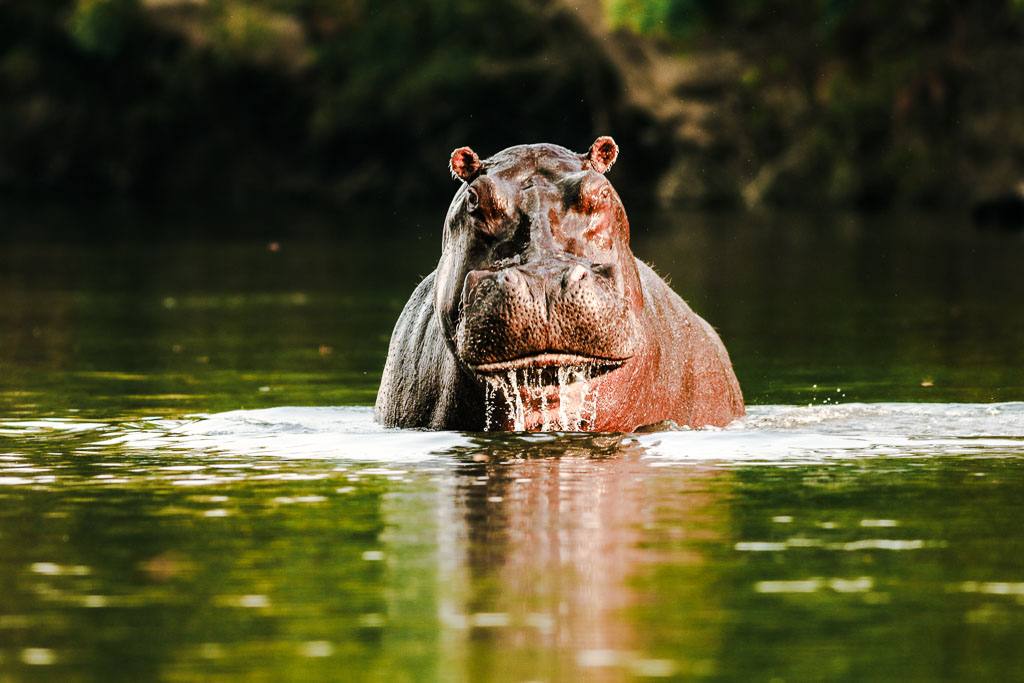 Hippo
